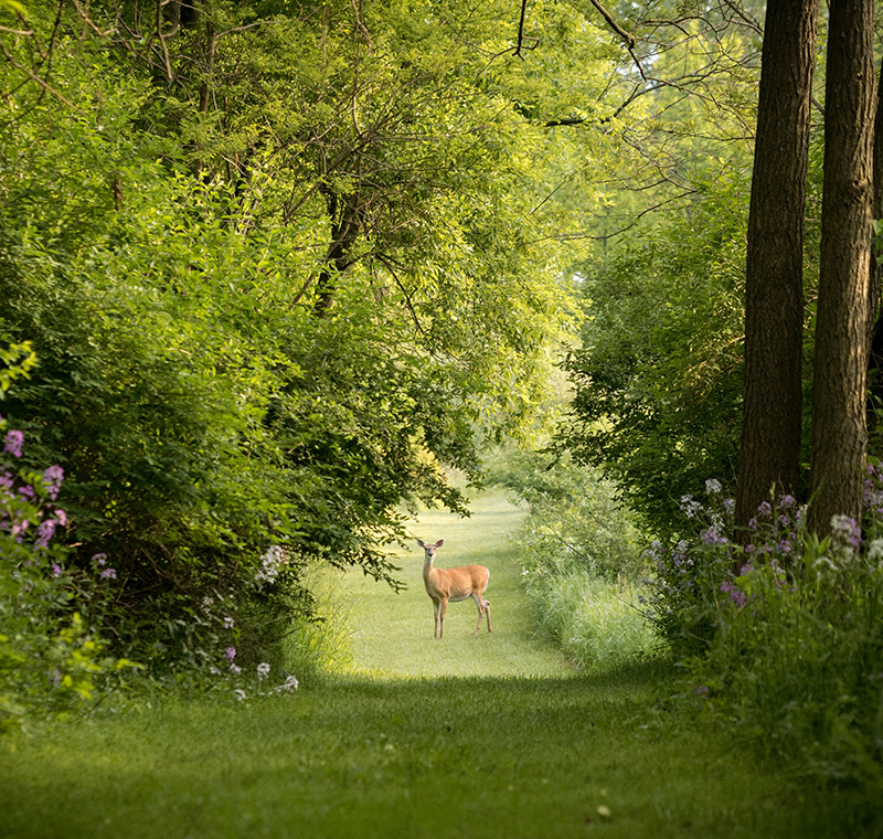 Deer in Woods